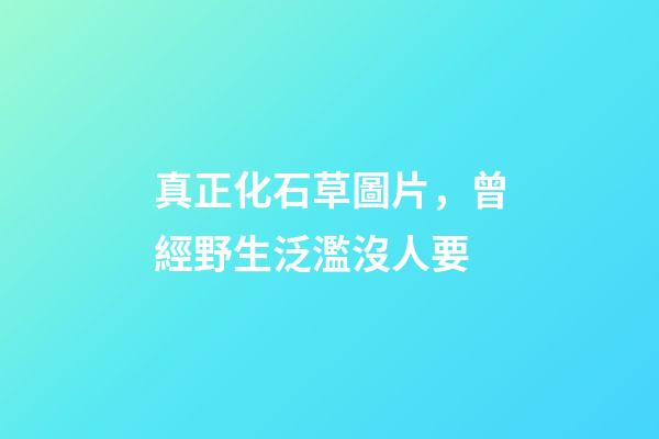 真正化石草圖片，曾經野生泛濫沒人要-第1張-觀點-玄機派