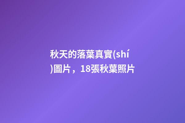 秋天的落葉真實(shí)圖片，18張秋葉照片