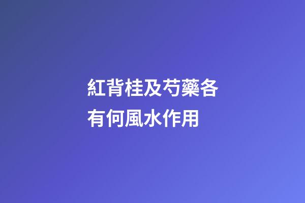 紅背桂及芍藥各有何風水作用?