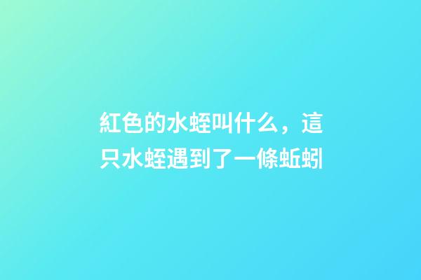 紅色的水蛭叫什么，這只水蛭遇到了一條蚯蚓-第1張-觀點-玄機派