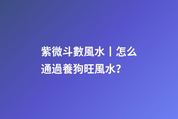 紫微斗數風水丨怎么通過養狗旺風水？