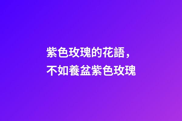 紫色玫瑰的花語，不如養盆紫色玫瑰-第1張-觀點-玄機派