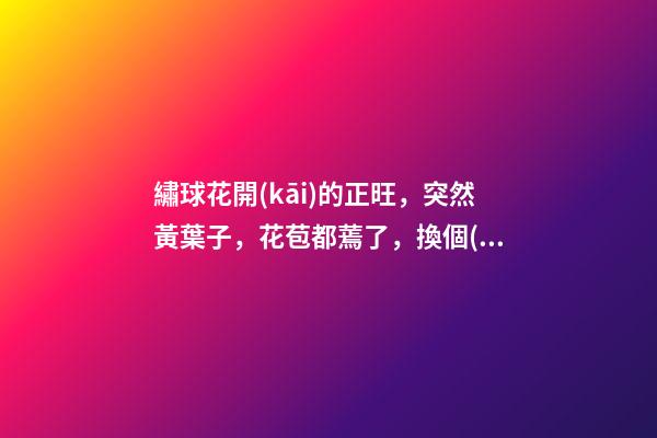 繡球花開(kāi)的正旺，突然黃葉子，花苞都蔫了，換個(gè)“風(fēng)水寶地”養(yǎng)