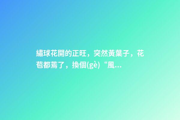 繡球花開的正旺，突然黃葉子，花苞都蔫了，換個(gè)“風(fēng)水寶地”養(yǎng)