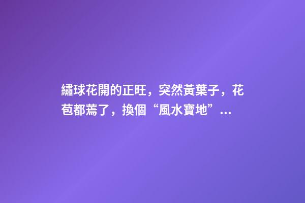 繡球花開的正旺，突然黃葉子，花苞都蔫了，換個“風水寶地”養