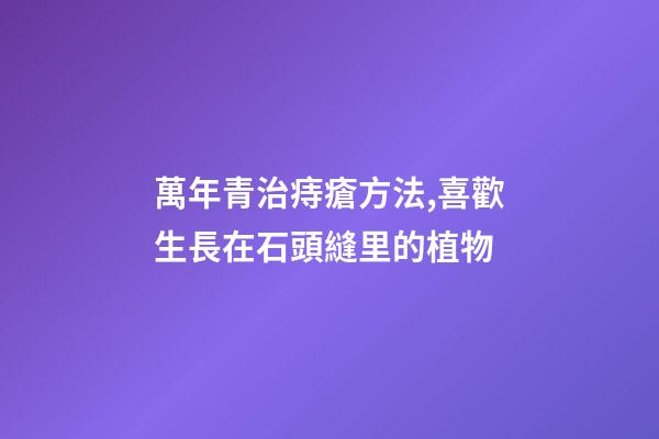 萬年青治痔瘡方法,喜歡生長在石頭縫里的植物-第1張-觀點-玄機派
