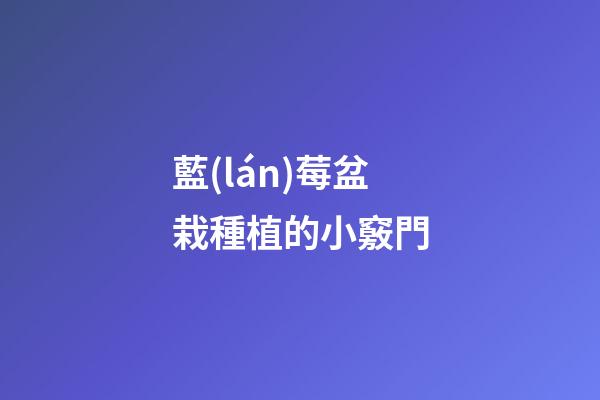 藍(lán)莓盆栽種植的小竅門