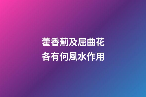 藿香薊及屈曲花各有何風水作用?
