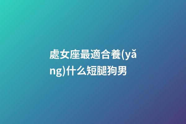 處女座最適合養(yǎng)什么短腿狗男-第1張-星座運勢-玄機派