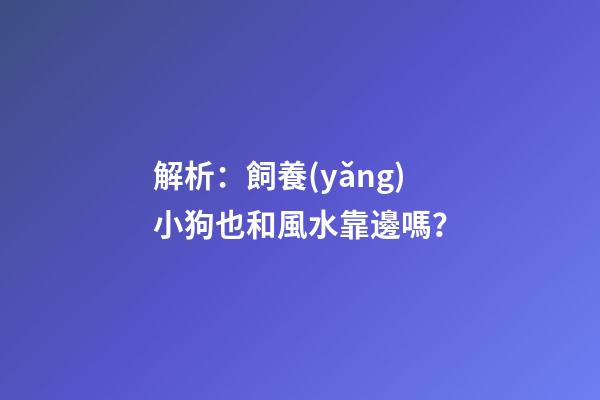 解析：飼養(yǎng)小狗也和風水靠邊嗎？