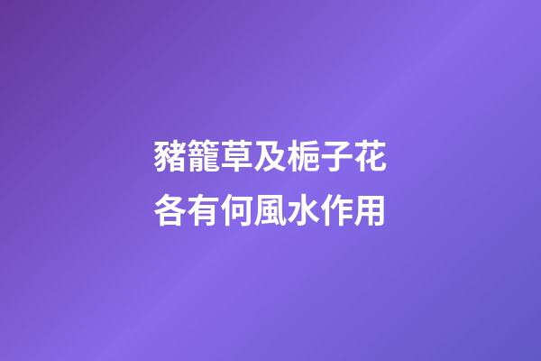 豬籠草及梔子花各有何風水作用?