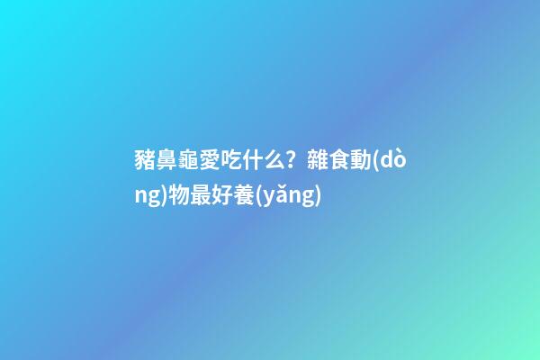 豬鼻龜愛吃什么？雜食動(dòng)物最好養(yǎng)