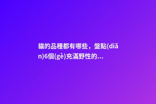 貓的品種都有哪些，盤點(diǎn)6個(gè)充滿野性的貓咪品種-第1張-觀點(diǎn)-玄機(jī)派