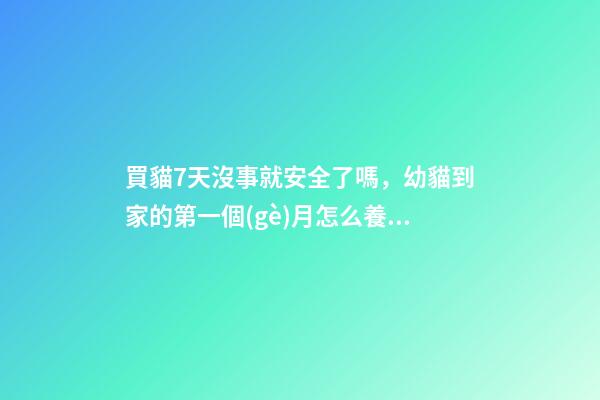 買貓7天沒事就安全了嗎，幼貓到家的第一個(gè)月怎么養(yǎng)-第1張-觀點(diǎn)-玄機(jī)派