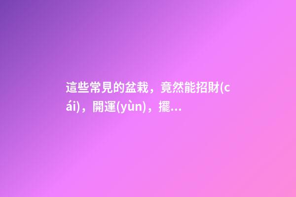 這些常見的盆栽，竟然能招財(cái)，開運(yùn)，擺在這里才管用