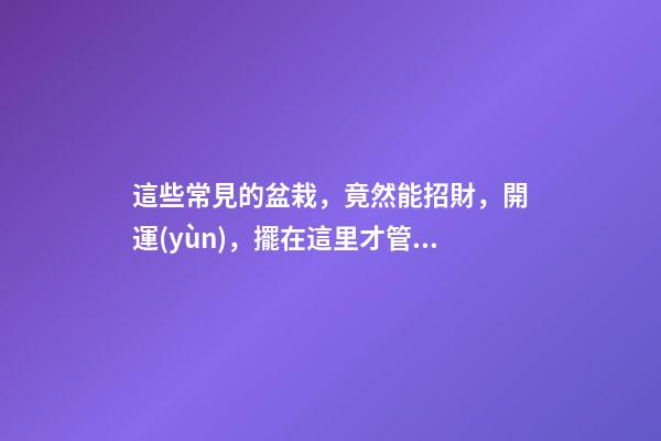 這些常見的盆栽，竟然能招財，開運(yùn)，擺在這里才管用