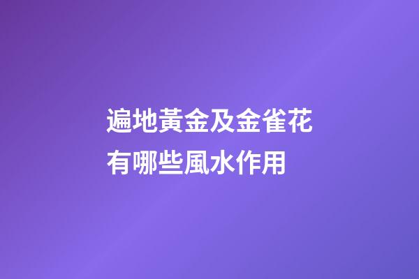 遍地黃金及金雀花有哪些風水作用?