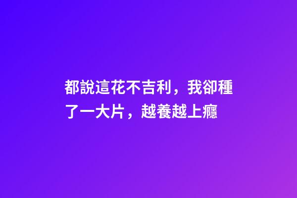 都說這花不吉利，我卻種了一大片，越養越上癮