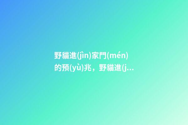 野貓進(jìn)家門(mén)的預(yù)兆，野貓進(jìn)家怎么辦