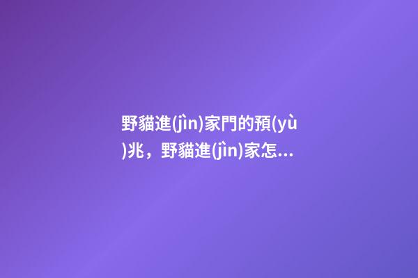 野貓進(jìn)家門的預(yù)兆，野貓進(jìn)家怎么辦