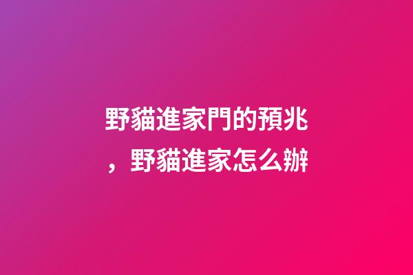 野貓進家門的預兆，野貓進家怎么辦