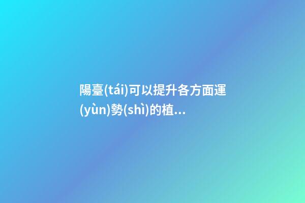陽臺(tái)可以提升各方面運(yùn)勢(shì)的植物