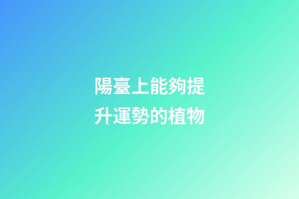 陽臺上能夠提升運勢的植物