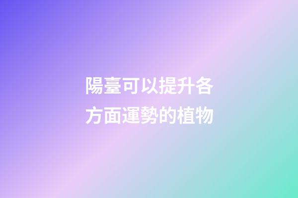 陽臺可以提升各方面運勢的植物