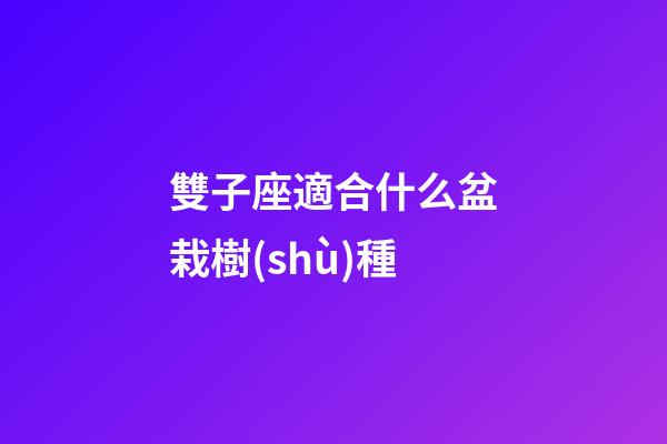 雙子座適合什么盆栽樹(shù)種