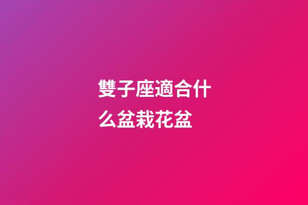 雙子座適合什么盆栽花盆