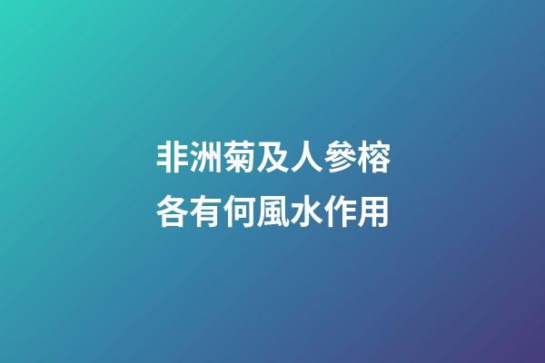 非洲菊及人參榕各有何風水作用?