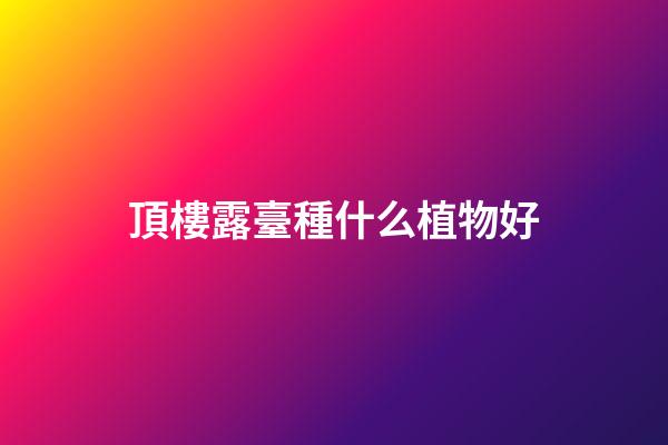頂樓露臺種什么植物好