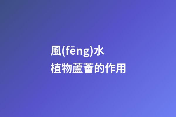 風(fēng)水植物蘆薈的作用