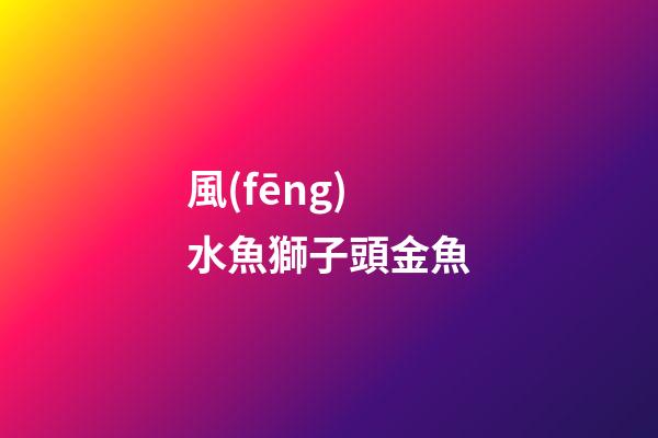 風(fēng)水魚獅子頭金魚