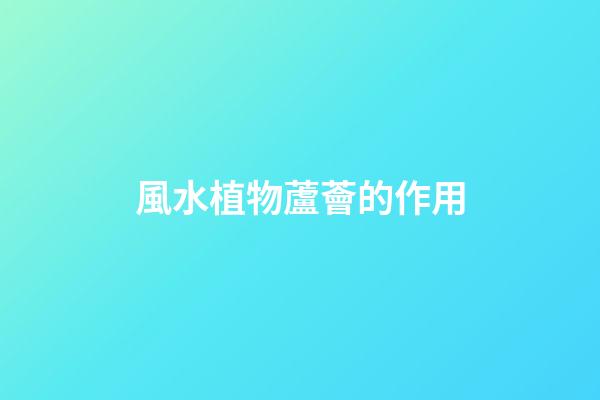 風水植物蘆薈的作用