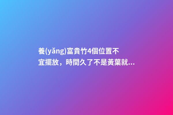 養(yǎng)富貴竹4個位置不宜擺放，時間久了不是黃葉就是發(fā)蔫