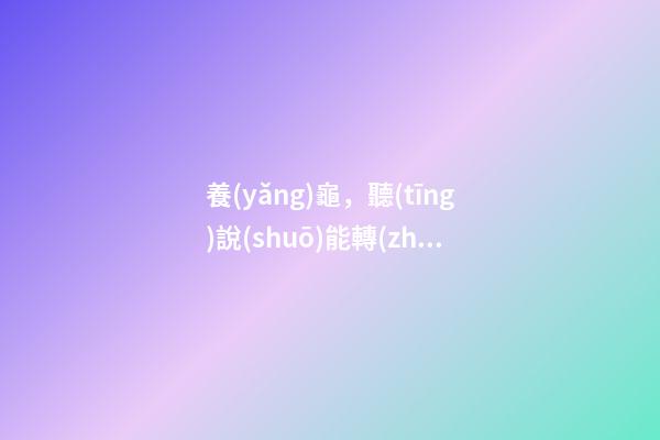 養(yǎng)龜，聽(tīng)說(shuō)能轉(zhuǎn)運(yùn)！