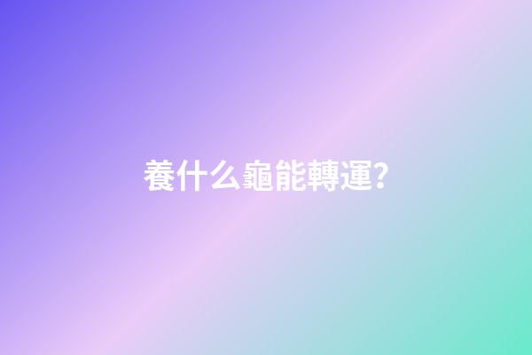 養什么龜能轉運？