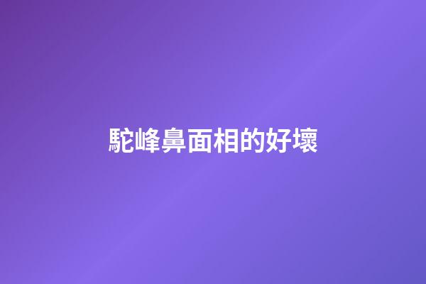 駝峰鼻面相的好壞