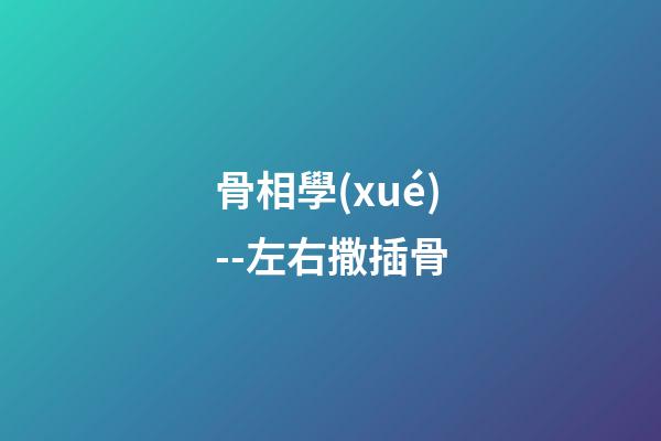 骨相學(xué)--左右撒插骨