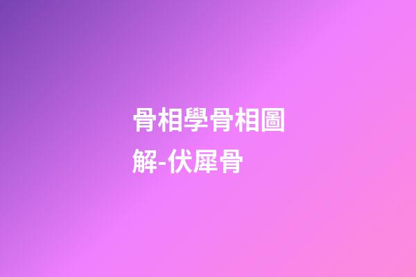 骨相學骨相圖解-伏犀骨