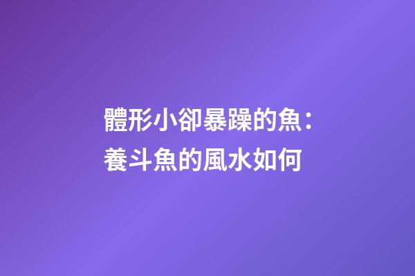 體形小卻暴躁的魚：養斗魚的風水如何
